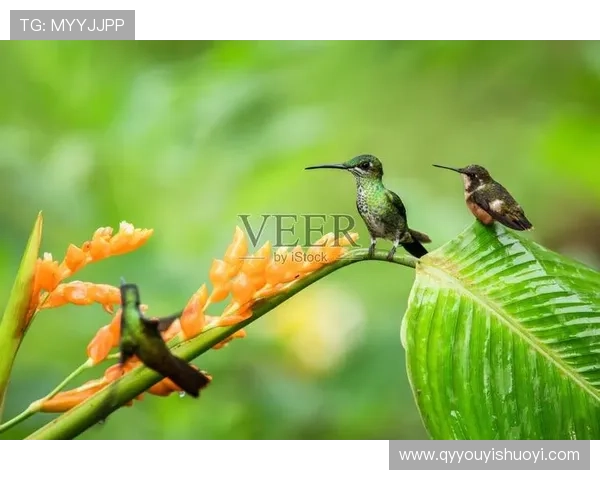 围绕蜂鸟电影展开的都市冒险故事全景解读与创作背景探索