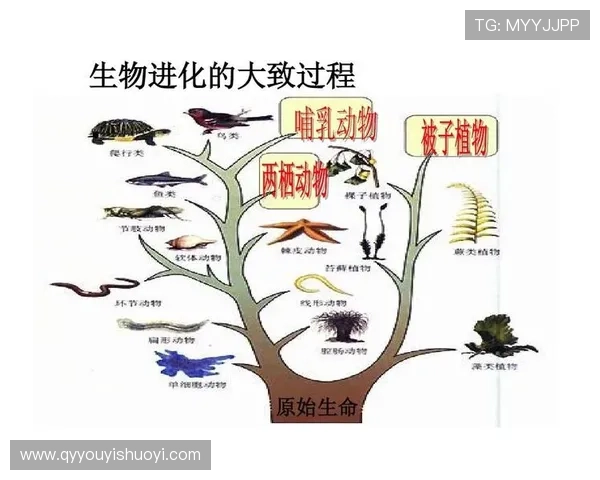 智慧设计论的争议：一场关于生命起源的哲学风暴